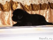 Превью фото № 211302