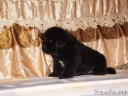 Превью фото № 211303