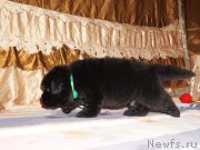 Превью фото № 211306