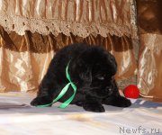 Превью фото № 211307