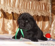 Превью фото № 211308