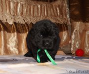 Превью фото № 211309