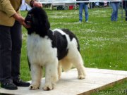 Превью фото № 211313