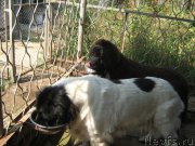 Превью фото № 211402