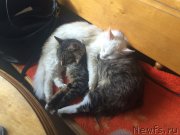 Превью фото № 211429