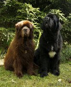 Превью фото № 211431