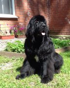 Превью фото № 211433