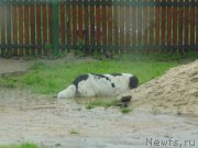 Превью фото № 211446