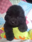 Превью фото № 211483