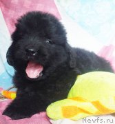 Превью фото № 211484