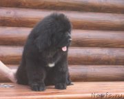 Превью фото № 211507