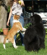 Превью фото № 211523