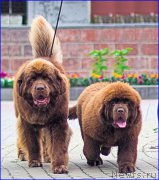 Превью фото № 211529