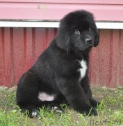 Превью фото № 211571