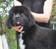 Превью фото № 211575