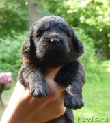 Превью фото № 211585