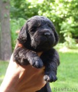 Превью фото № 211586