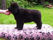 Превью фото № 211592