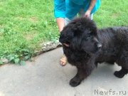 Превью фото № 211600