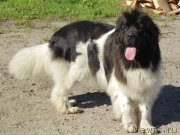 Превью фото № 211657