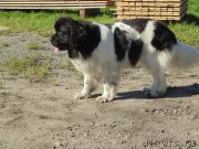 Превью фото № 211662