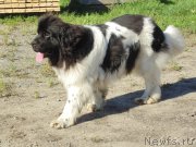 Превью фото № 211664