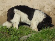 Превью фото № 211698