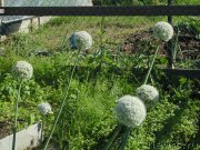 Превью фото № 211700