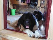 Превью фото № 211708