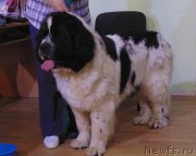 Превью фото № 211710