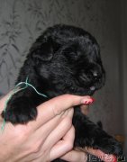 Превью фото № 211766