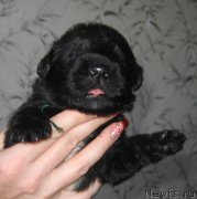 Превью фото № 211767