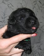 Превью фото № 211769