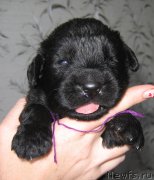 Превью фото № 211770