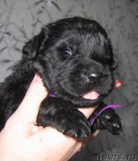 Превью фото № 211771