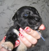 Превью фото № 211772