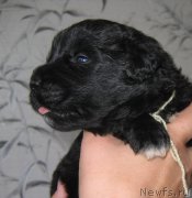 Превью фото № 211774