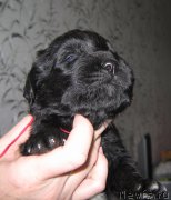 Превью фото № 211775