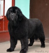 Превью фото № 211784