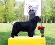 Превью фото № 211839