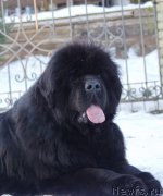 Превью фото № 211840