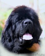 Превью фото № 211844