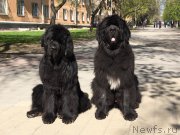 Превью фото № 211852