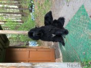 Превью фото № 211853