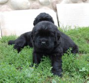 Превью фото № 211898