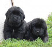 Превью фото № 211899