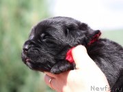 Превью фото № 211918