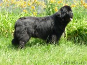 Превью фото № 211921