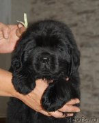 Превью фото № 211944