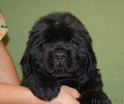 Превью фото № 211947